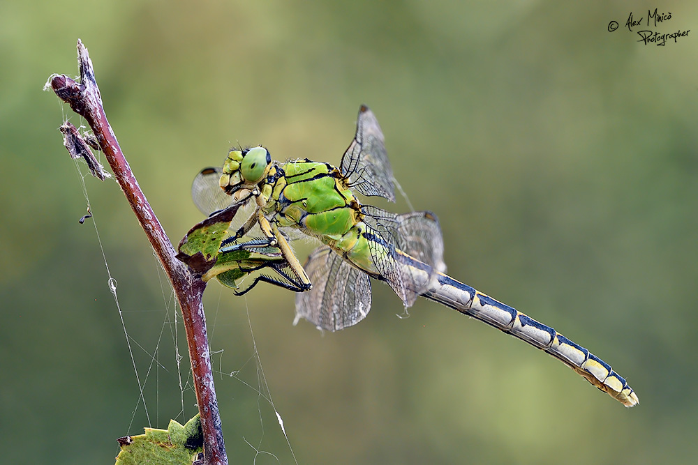 Ophiogomphus cecilia (Fourcroy, 1785) ♀