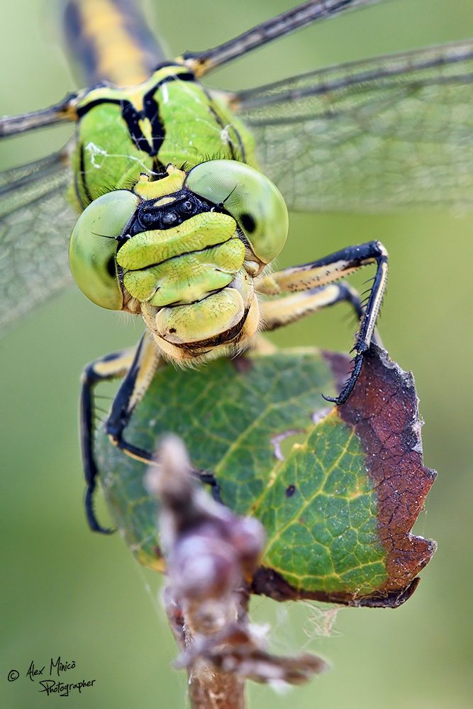 Ophiogomphus cecilia (Fourcroy, 1785) ♀