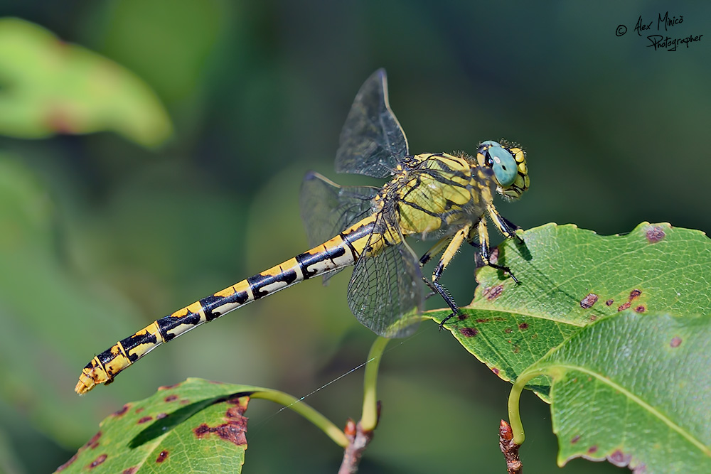 Onychogomphus forcipatus unguiculatus (Vander Linden, 1820) ♂ e ♀