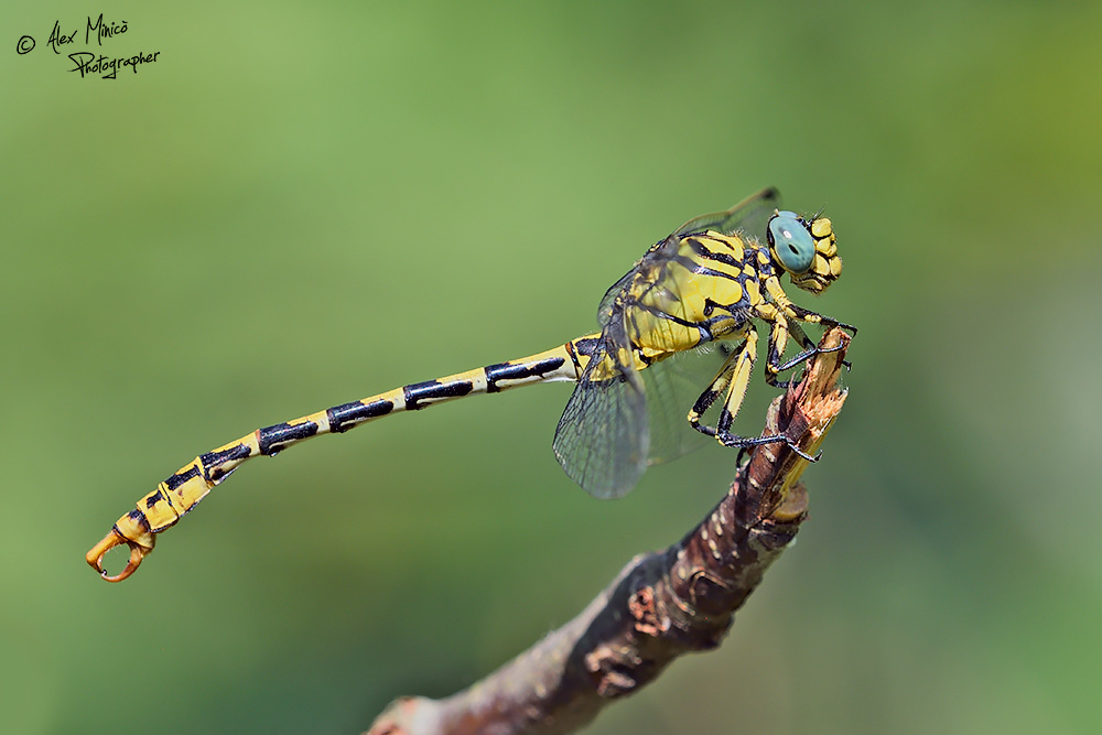 Onychogomphus forcipatus unguiculatus (Vander Linden, 1820) ♂ e ♀