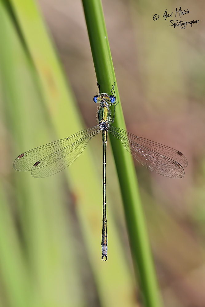 Lestes virens vestalis (Rambur, 1842) ♂ e ♀