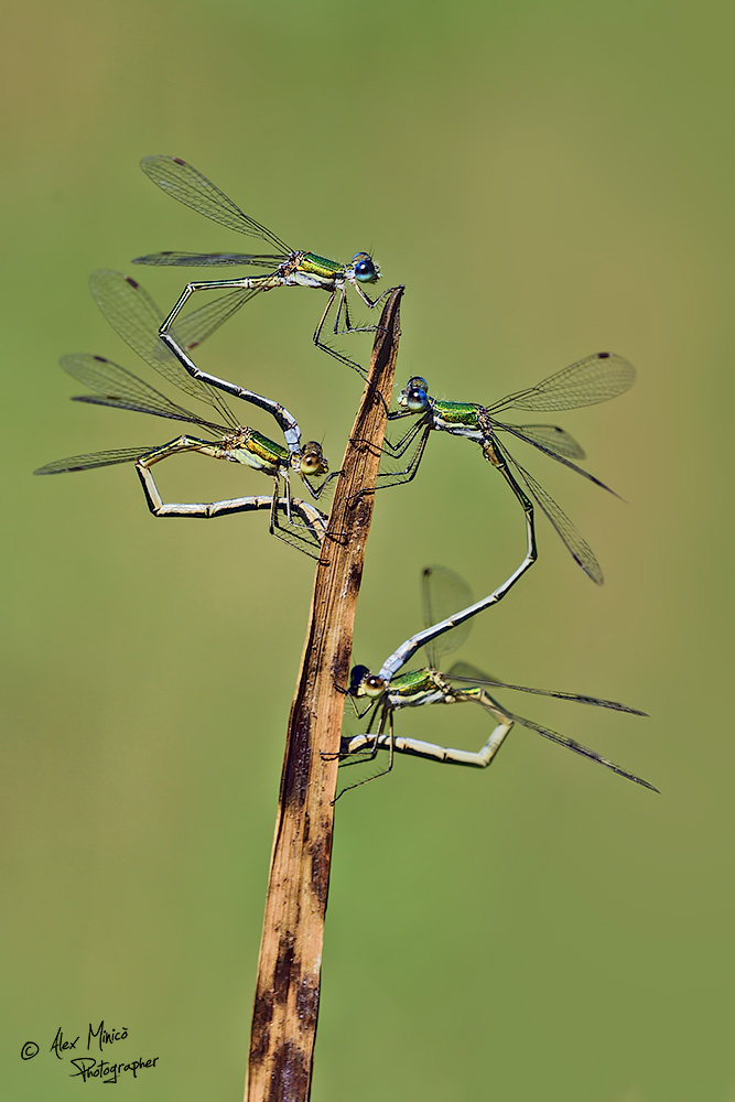 Lestes virens vestalis (Rambur, 1842) ♂ e ♀