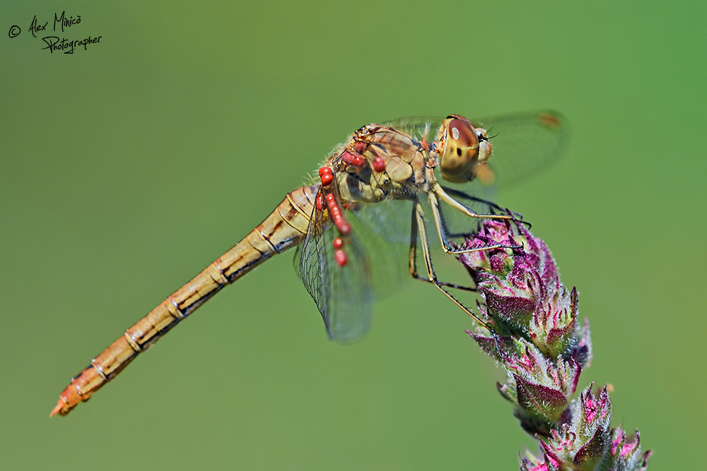 Sympetrum da id: Sympetrum cfr. meridionale e S. striolatum