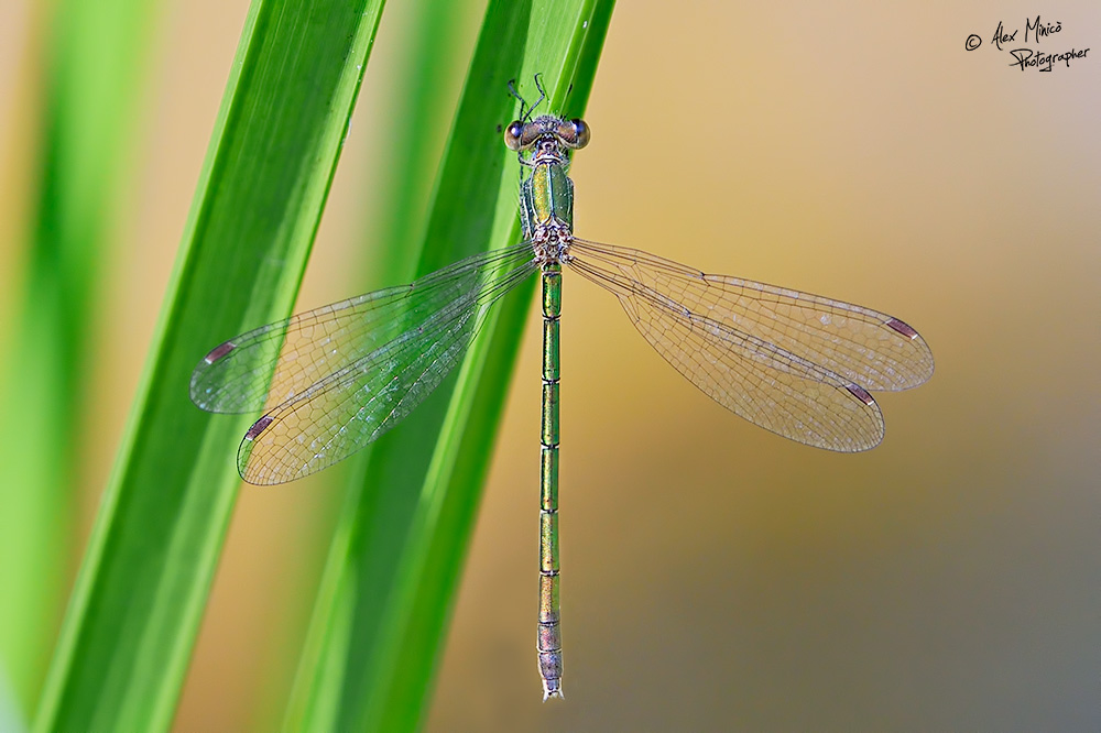 Lestes virens vestalis (Rambur, 1842) ♂ e ♀