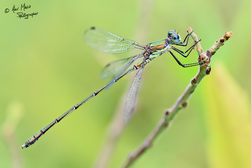 Chalcolestes viridis (Vander Linden, 1825) ♂ e ♀
