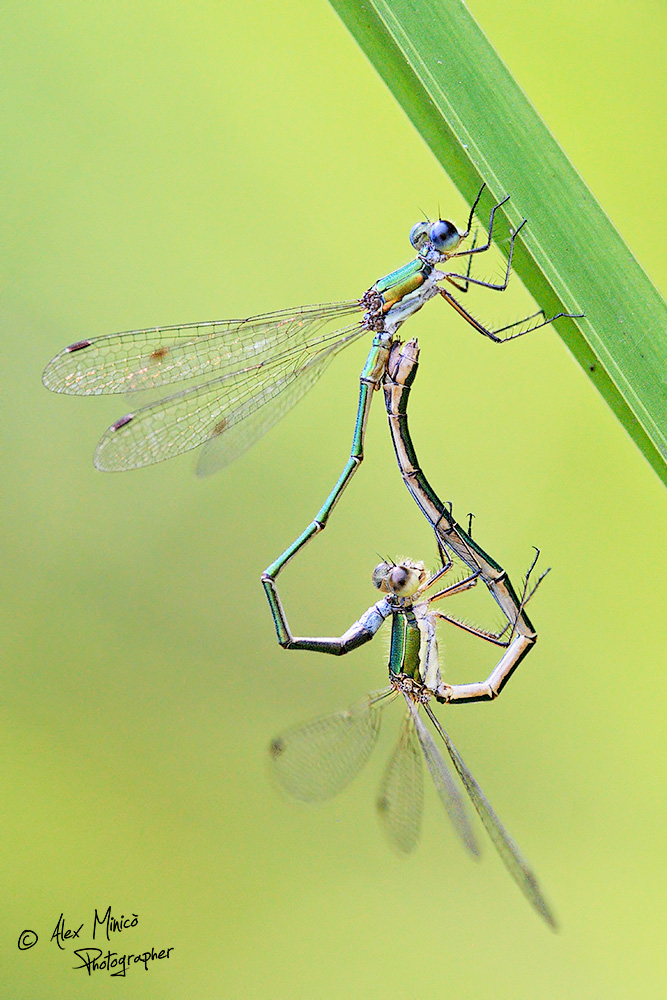 Lestes virens vestalis (Rambur, 1842) ♂ e ♀