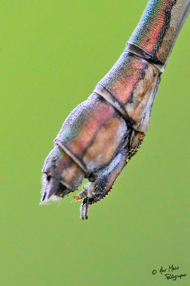 Chalcolestes viridis (Vander Linden, 1825) ♂ e ♀