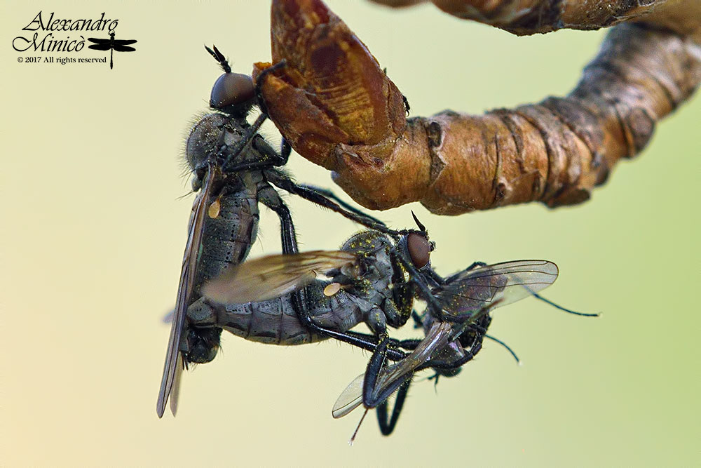 Empis sp. (Empididae)