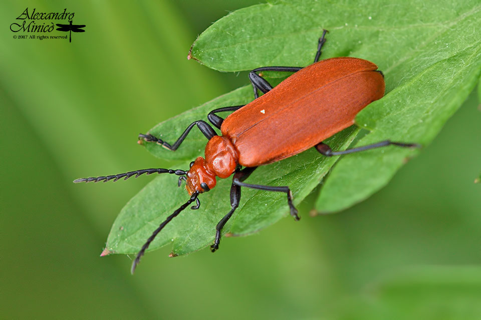 Pyrochroa serraticornis, Pyrochroidae