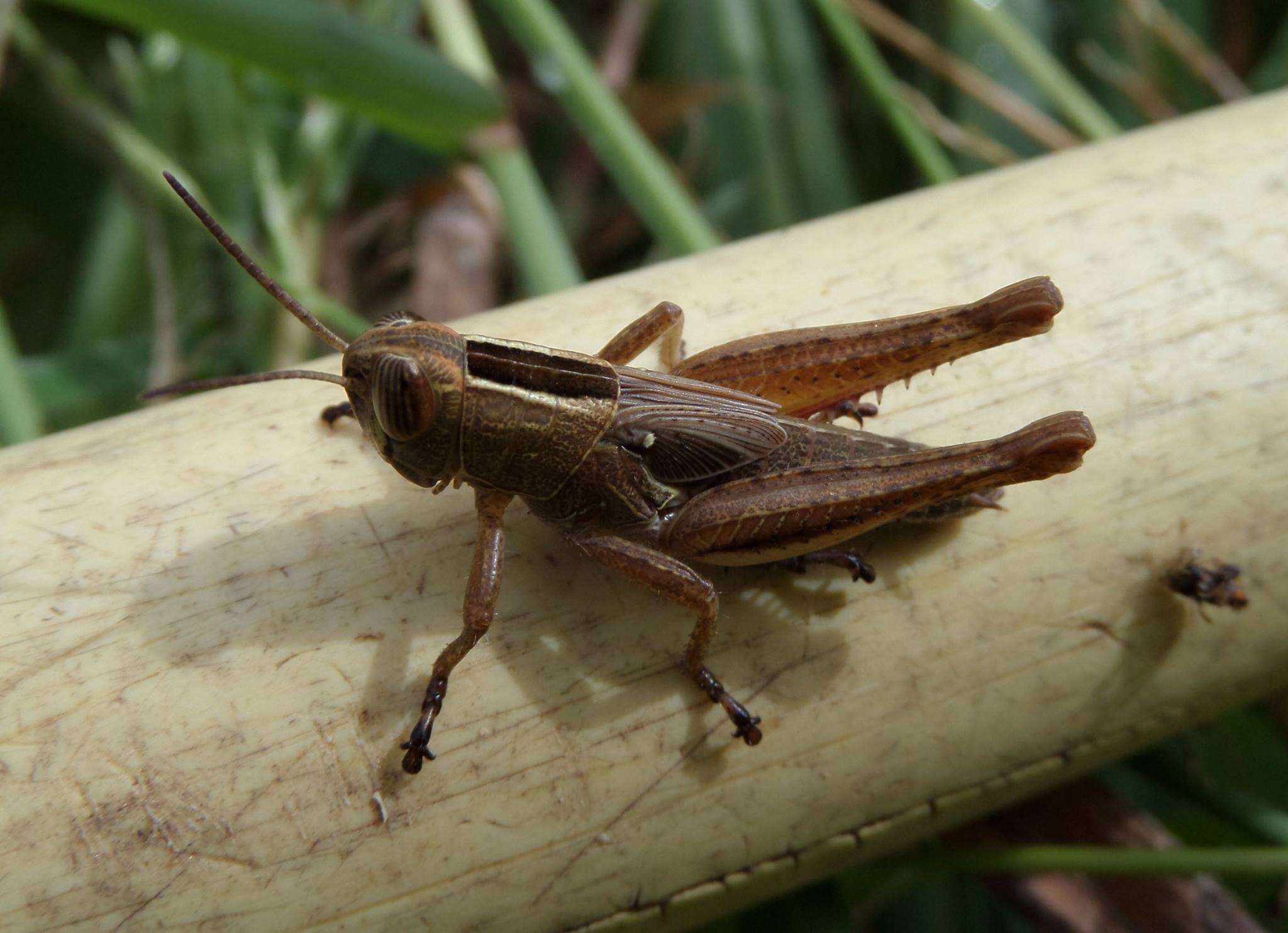 Eyprepocnemis plorans: ninfa e adulto