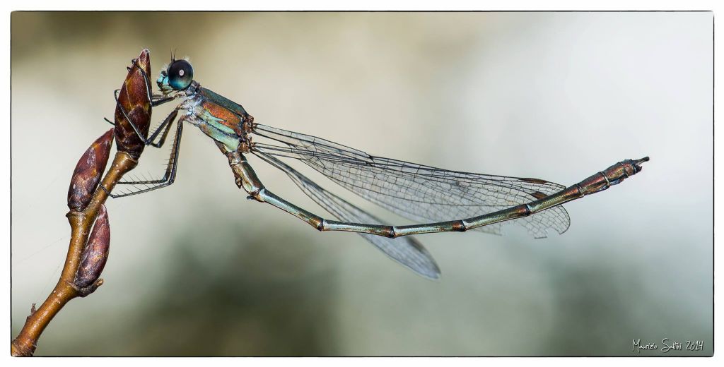 Chalcolestes ... viridis o parvidens ?   Chalcolestes viridis