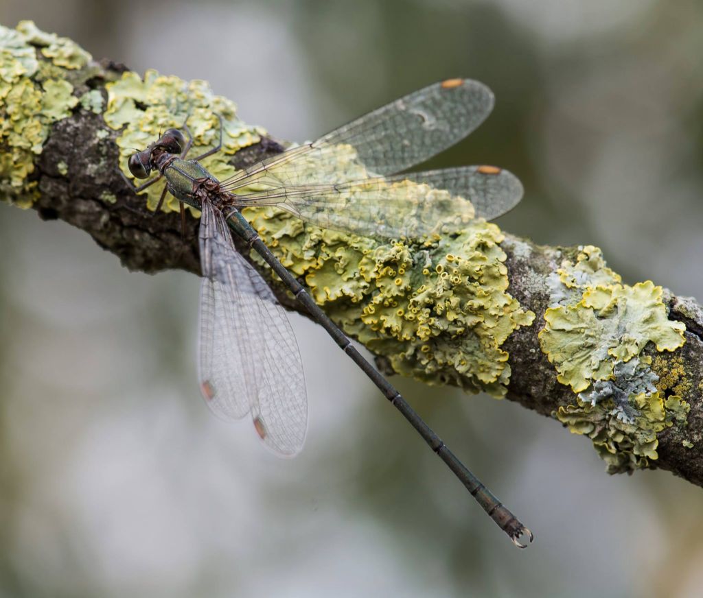 Chalcolestes ... viridis o parvidens ?   Chalcolestes viridis