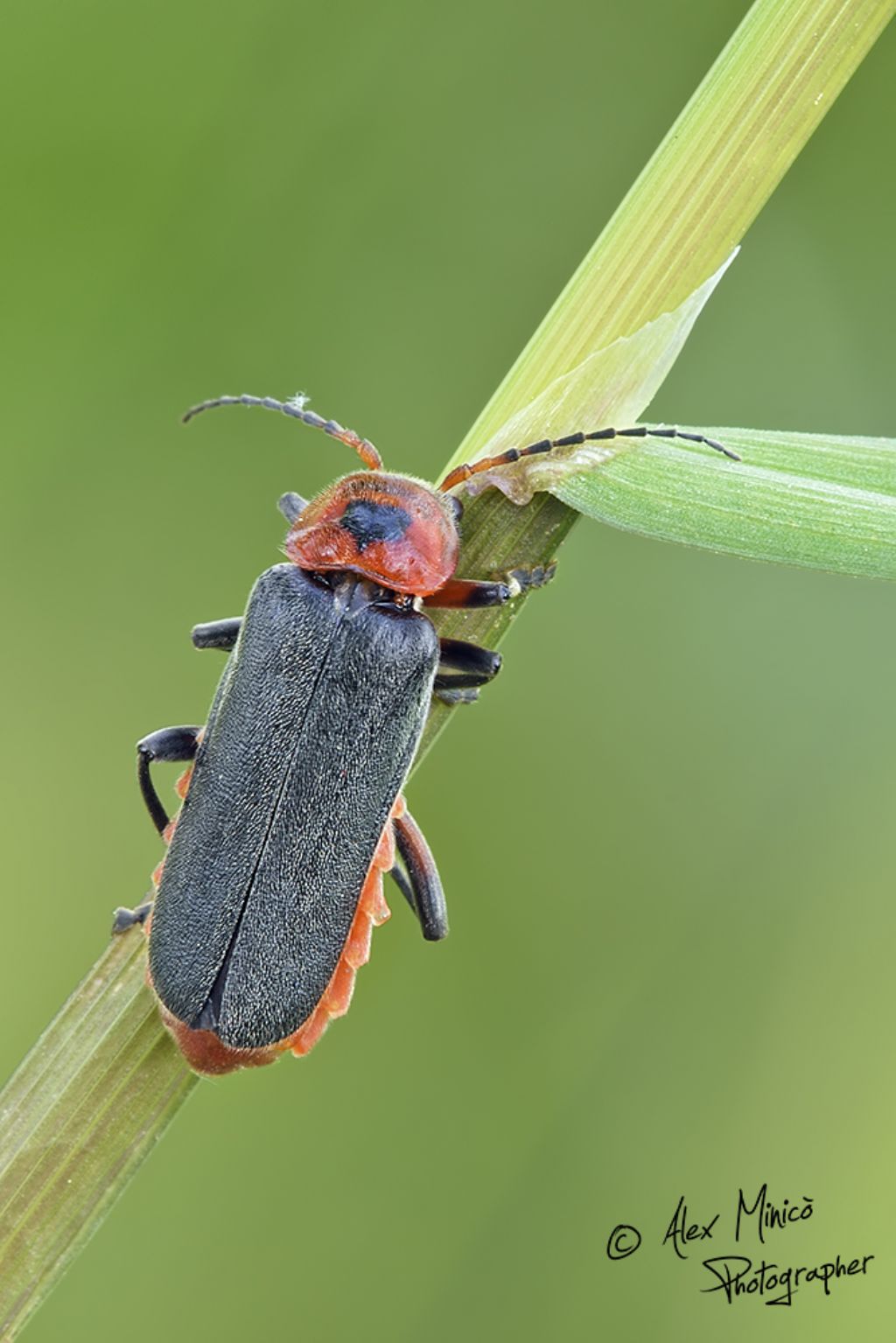Quale Cantharis?  Cantharis rustica, femmina