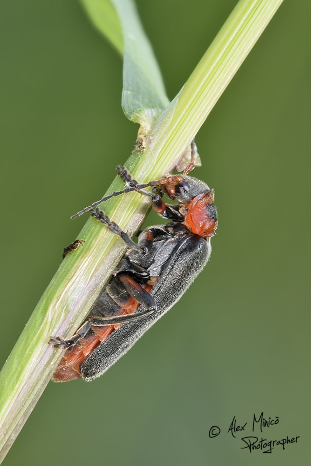 Quale Cantharis?  Cantharis rustica, femmina