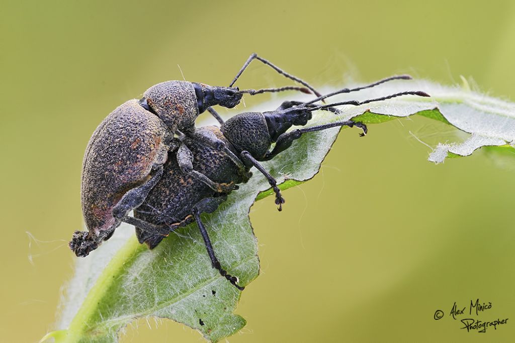 Otiorhynchus o Lepyrus o altro?