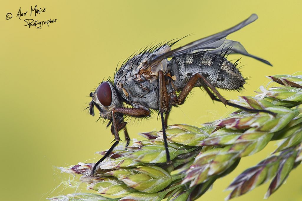 Muscidae: Phaonia cf. mediterranea femmina