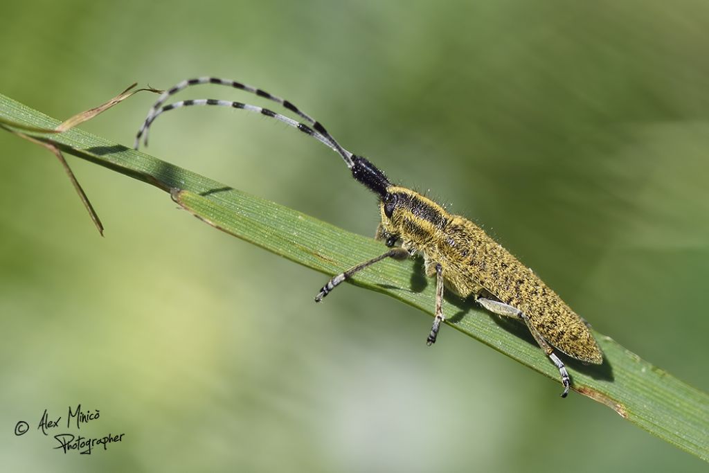 Cerambycidae:  Agapanthia (Epoptes) villosoviridescens