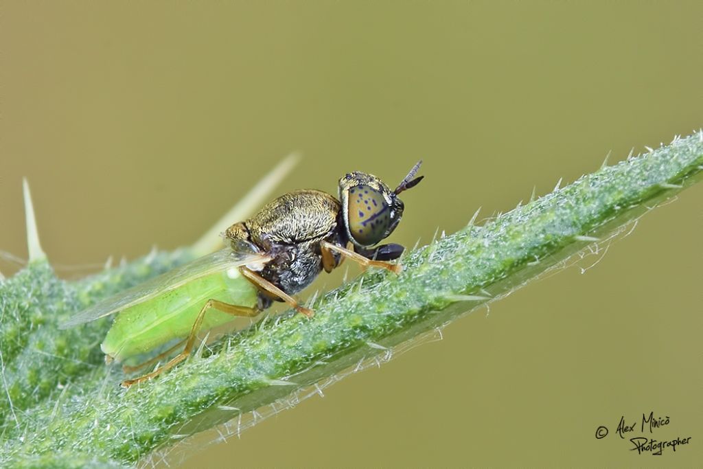 Stratiomyidae:  Oplodontha viridula femmina