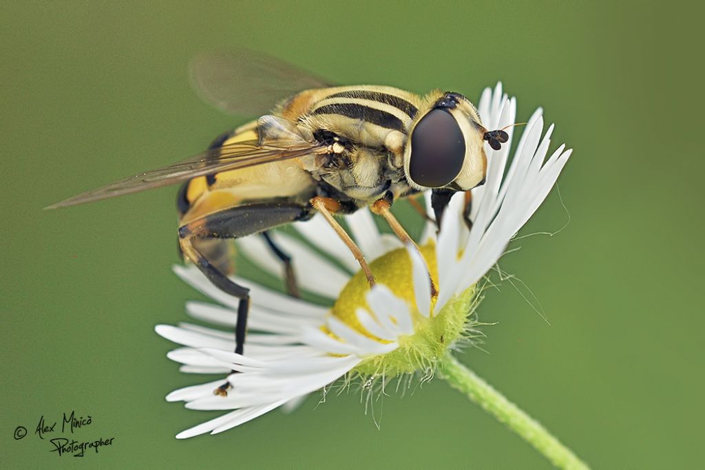 Syrrphidae:  Helophilus trivittatus ♀?   S !