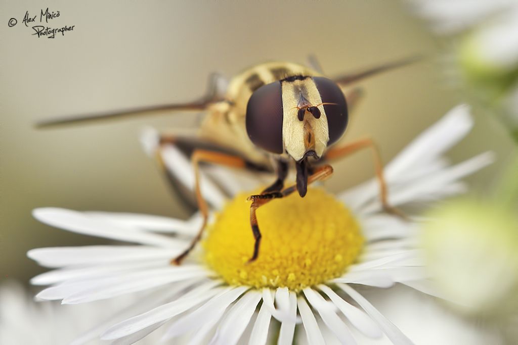 Syrrphidae:  Helophilus trivittatus ♀?   S !