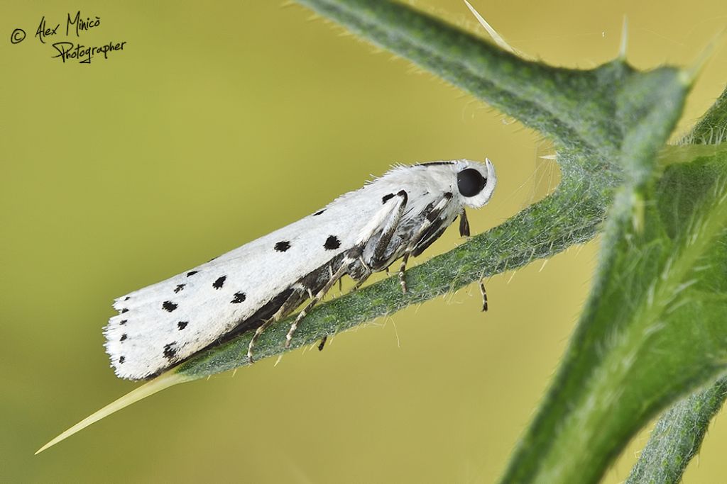 Yponomeuta sp.? No,  Pyralidae - Myelois circumvoluta