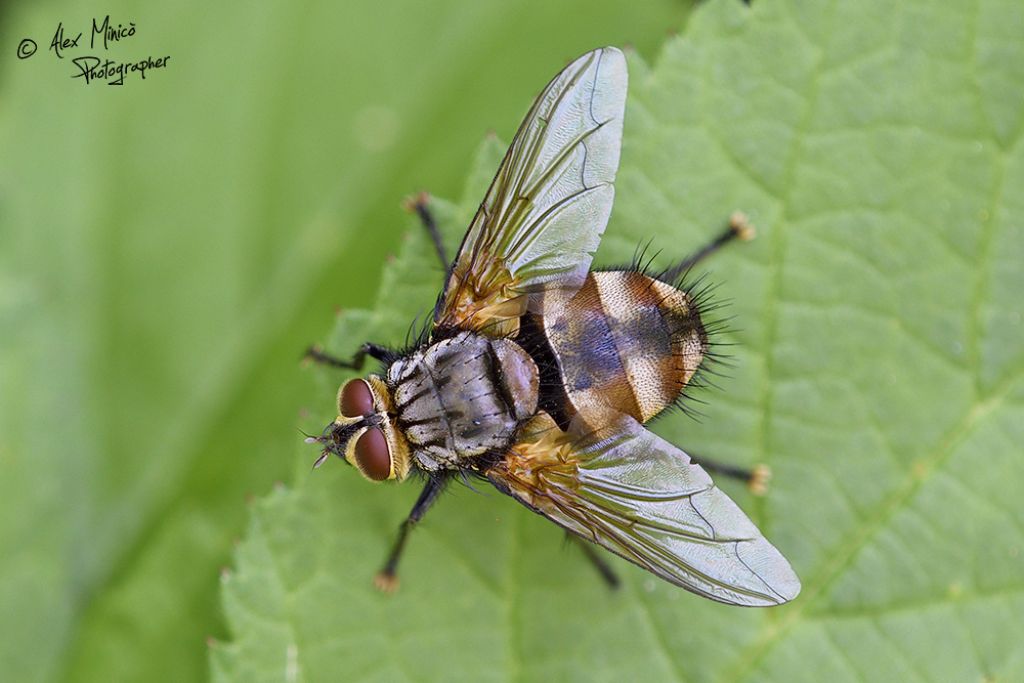Nemoraea pellucida (Tachinidae)