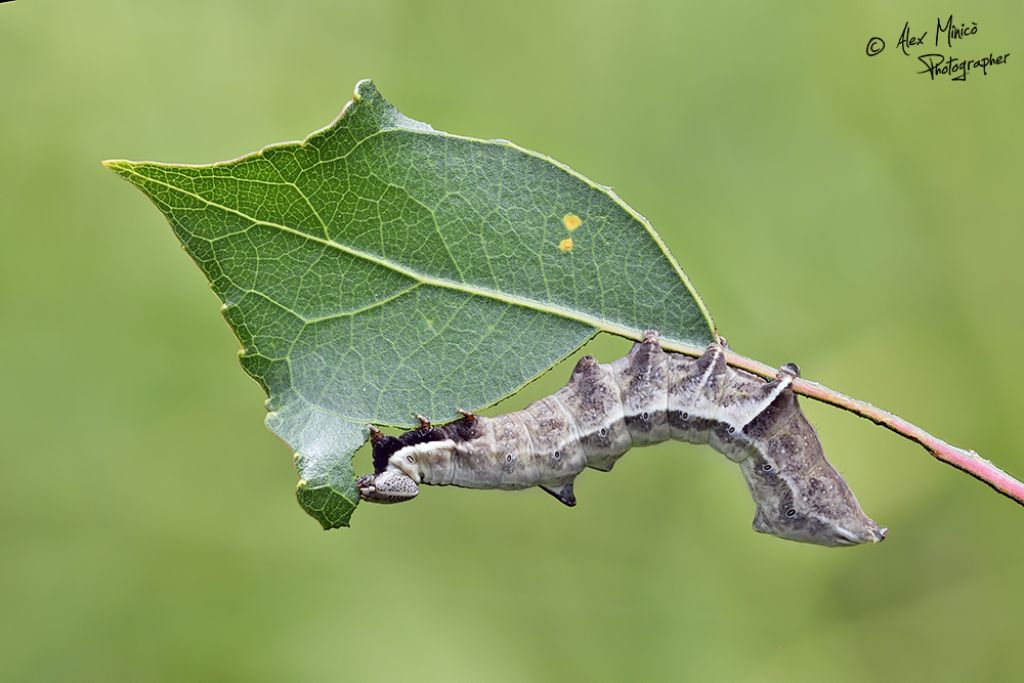 Bruco di?  Notodonta sp., Notodontidae