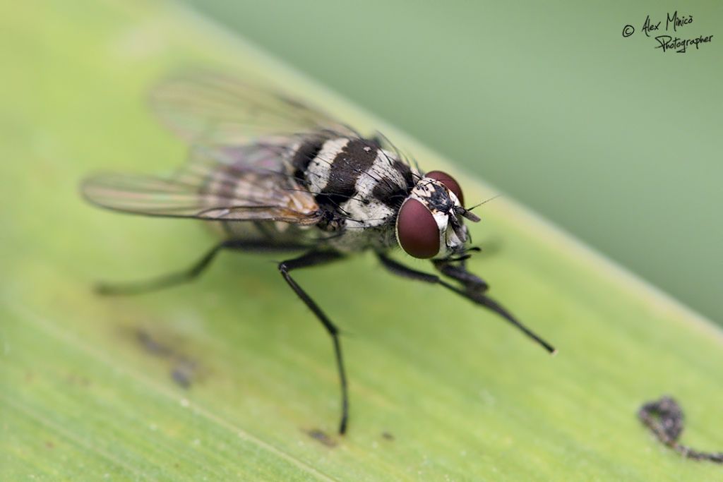 Anthomiya o Limnophora?   Limnophora obsignata (Muscidae)