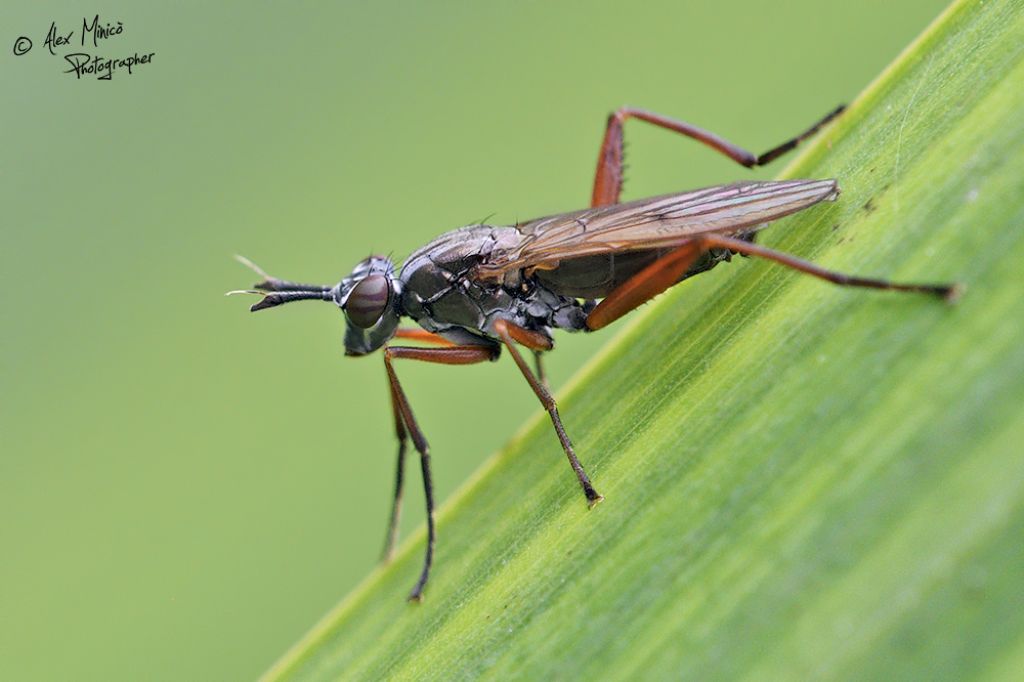 Sepedon sphegea (Sciomyzidae)