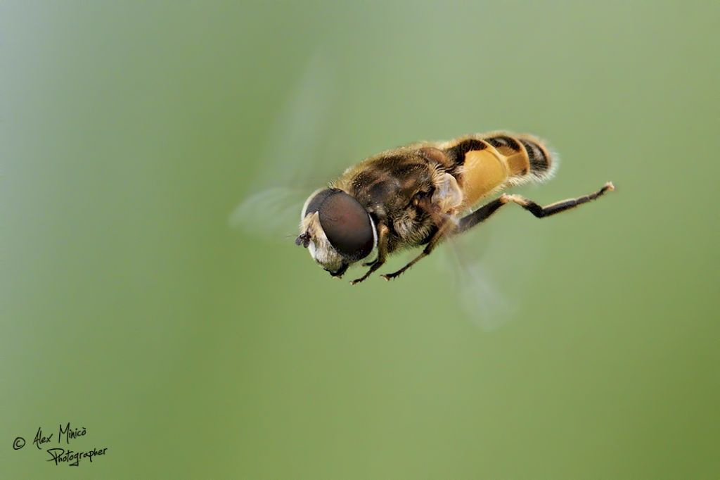 Syrphidae :  Eristalis arbustorum