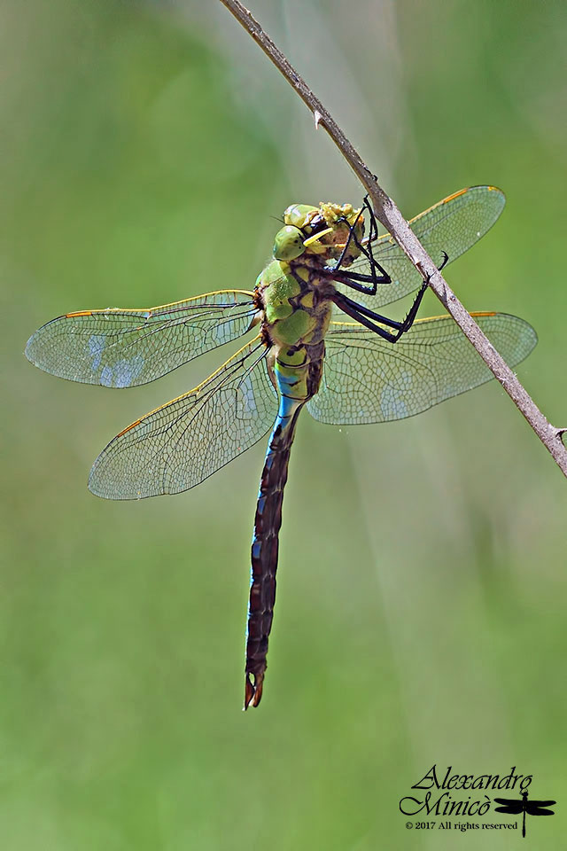 Anax imperator ♂