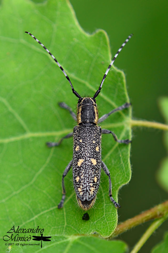 Cerambycidae: Saperda populnea, femmina