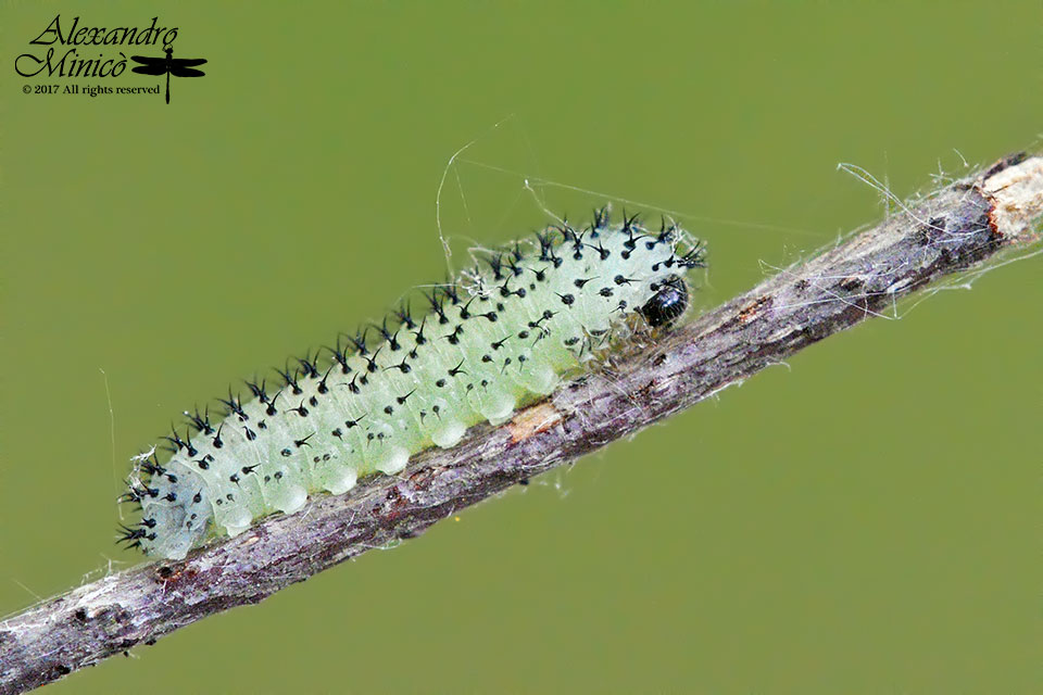 Larva di Tenthredinidae da ID: Periclista sp. (cfr.)