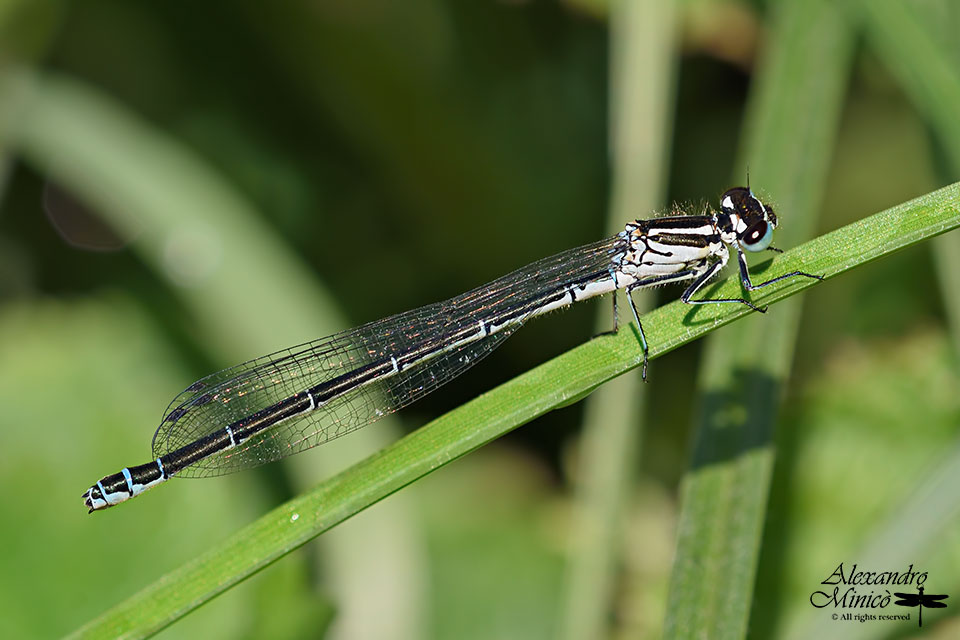 Coenagrion puella ♀ immatura