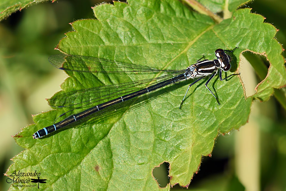 Coenagrion puella ♀ immatura