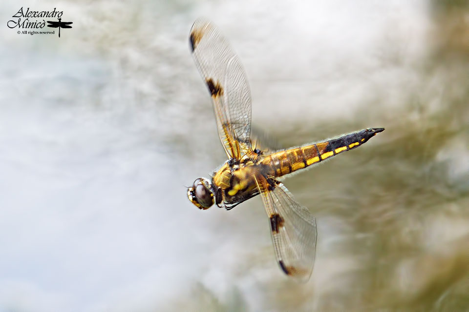Libellula quadrimaculata ♀