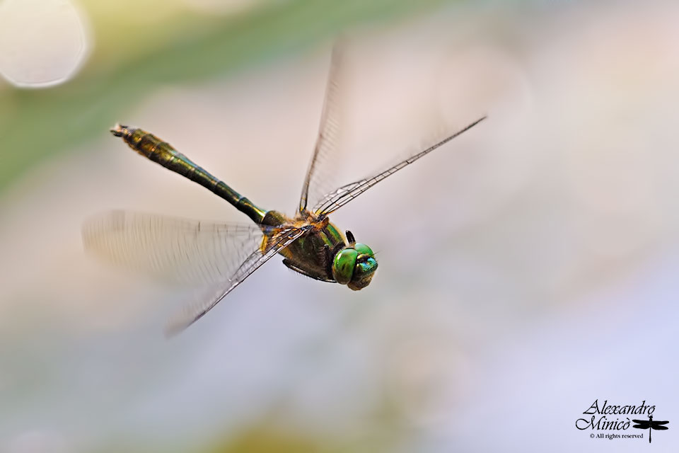 Cordulia aenea ♂