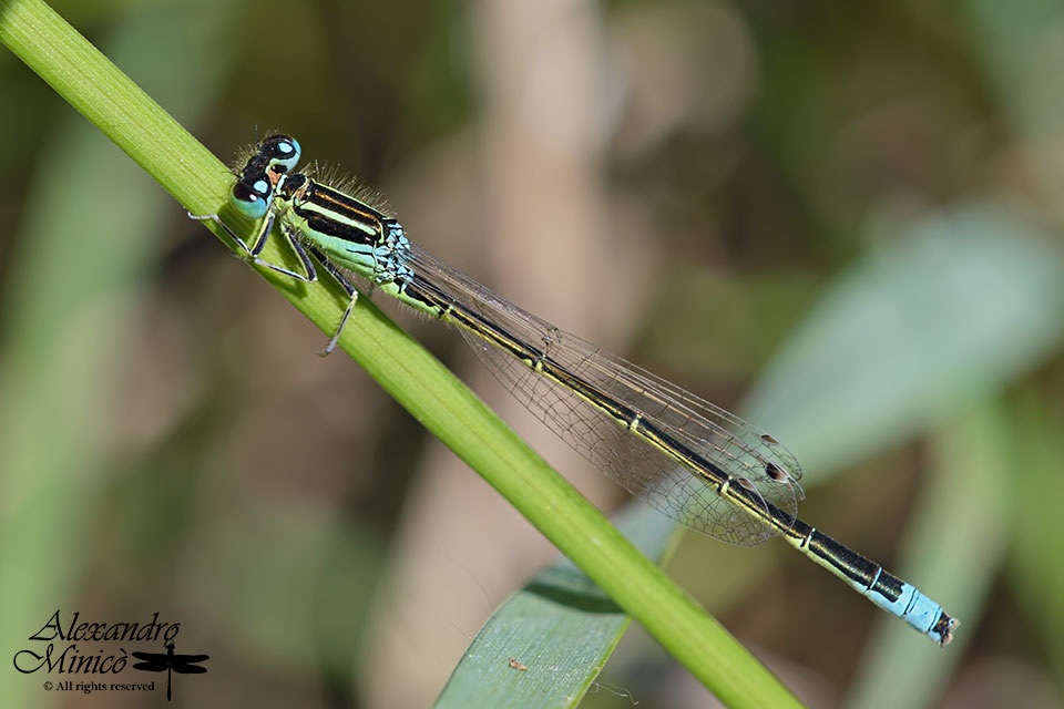 Ischnura pumilio ♂ e ♀