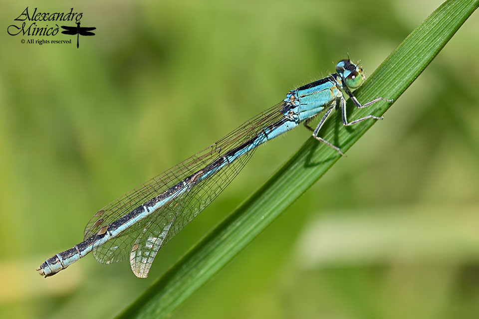 Ischnura pumilio ♂ e ♀