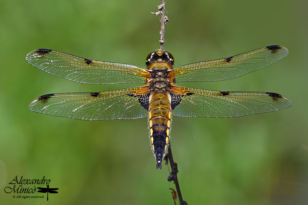 Libellula quadrimaculata ♂ e ♀ f. praenubila