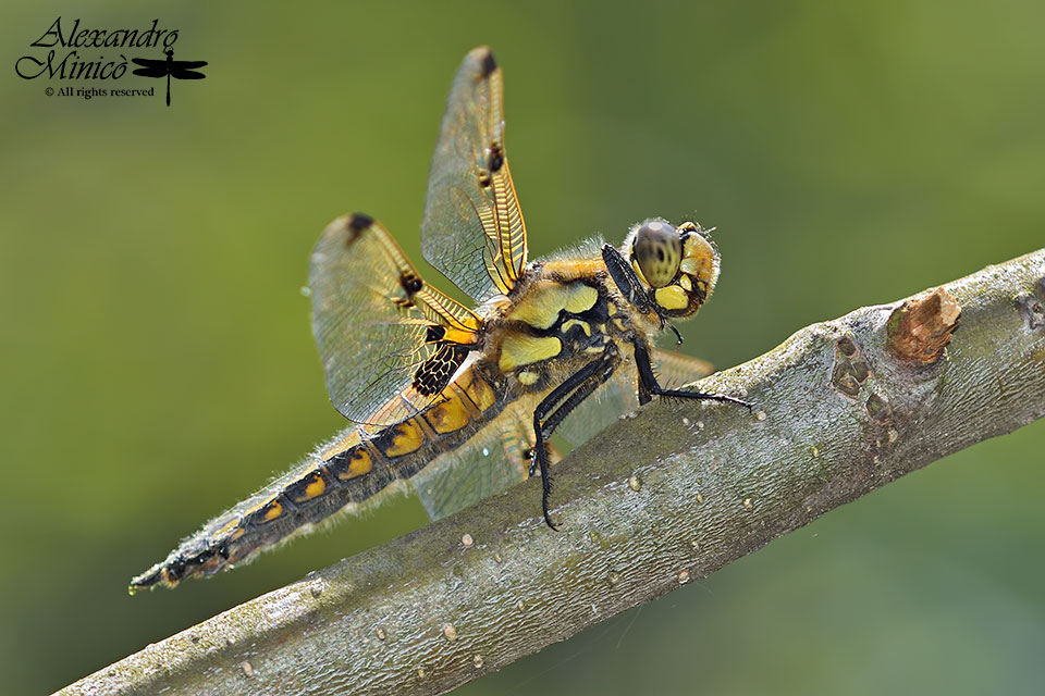 Libellula quadrimaculata ♂ e ♀ f. praenubila