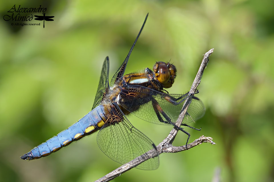 Libellula depressa ♂ e ♀