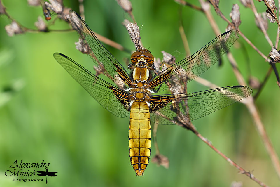 Libellula depressa ♂ e ♀