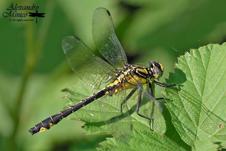 Gomphus vulgatissimus ♂ e ♀