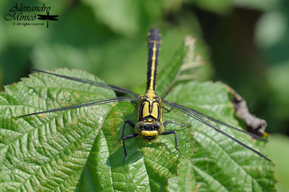 Gomphus vulgatissimus ♂ e ♀