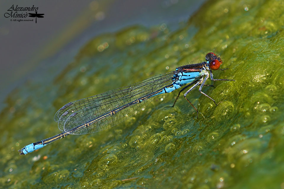 Erythromma viridulum (Charpentier, 1840) ♂ e ovodeposizione