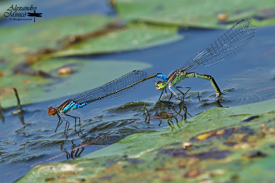 Erythromma viridulum (Charpentier, 1840) ♂ e ovodeposizione