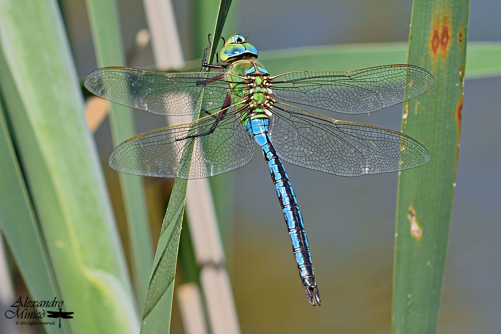 Anax imperator ♂