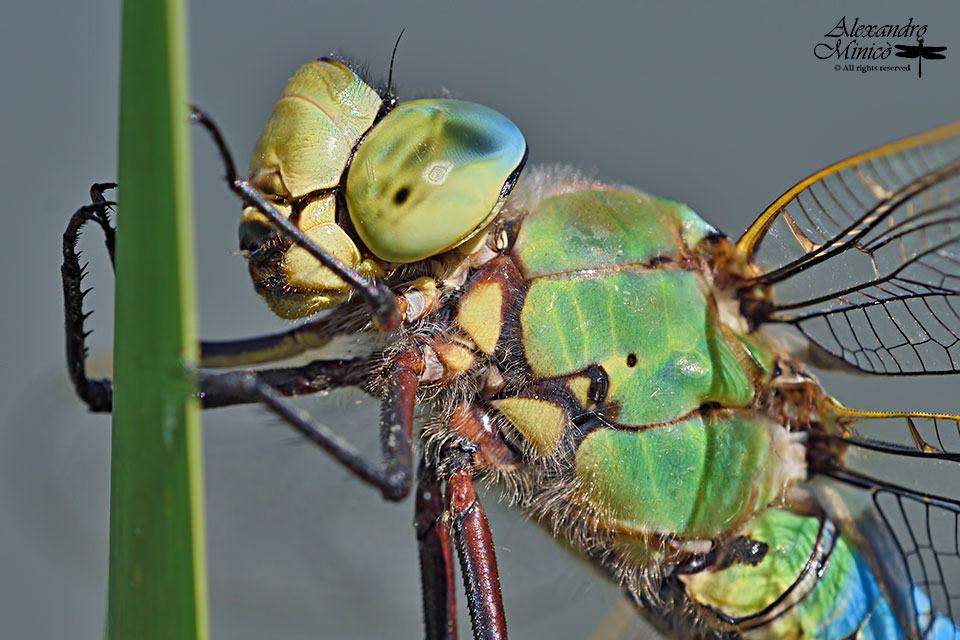 Anax imperator ♂