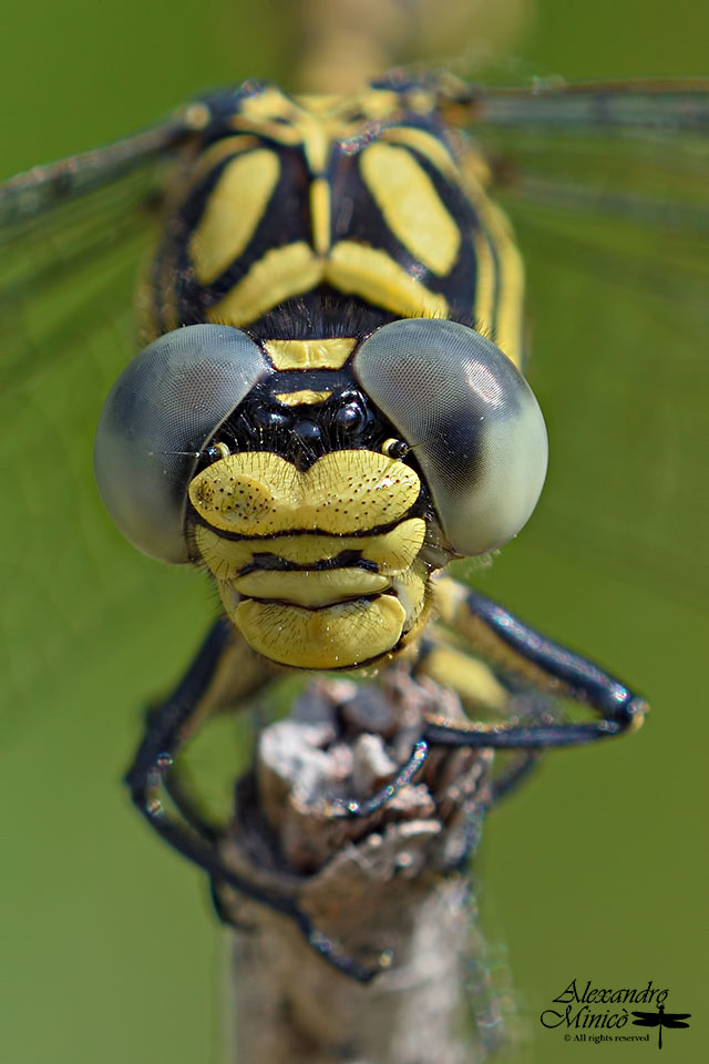 Onychogomphus forcipatus unguiculatus (Vanderlinden, 1820) ♂